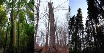 Cover image for research topic "Vanishing old-growth forests: What are their roles and values for society under global change?"