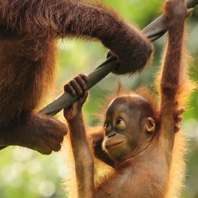 Cover image for research topic "Frontiers in Conservation Science – Highlights From Its First Year."