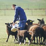 Cover image for research topic "Frontiers in Animal Science – Highlights From Its First Year."