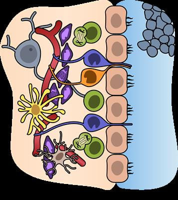 Cover image for research topic "Unravelling Neural Stem Cell Biology: Players & Strategies"