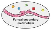 Cover image for research topic "Fungal Jewels: Secondary Metabolites"