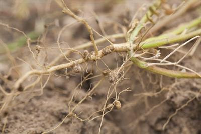 Cover image for research topic "Legumes and their Microbiome in Climate Change Mitigation"