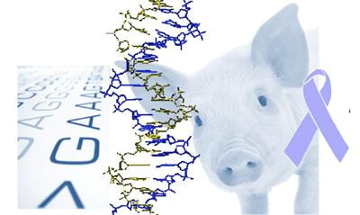 Cover image for research topic "Building strategies for porcine cancer models"