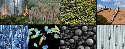 Cover image for research topic "Advances in Reconstructing Biotic and Abiotic Interactions in Forest Ecosystems, Volume II"