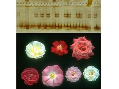 Cover image for research topic "Horticulture in the omics era"