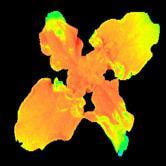 Cover image for research topic "Chlorophyll Fluorescence Measurements and Plant Stress Responses, Volume II"
