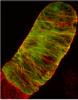 Cover image for research topic "Actin and microtubule cytoskeleton interactions"
