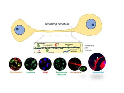 Cover image for research topic "Molecular Profiles of Tunneling Nanotubes (TNTs) in Human Diseases-From 2D Cultures to Complex Tissue"