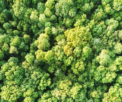 Cover image for research topic "Forest Adaptation to Extreme Environments and Climate Changes"