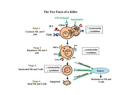 Cover image for research topic "The two faces of a Killer"