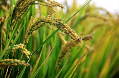 Cover image for research topic "Disease and Pest Resistance in Rice"