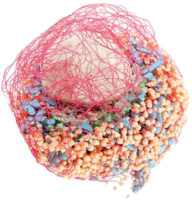 Cover image for research topic "Imaging Beta Cell Function"