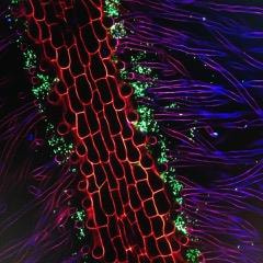Cover image for research topic "Dealing with Unusual Hosts and Unconventional Habitats: Versatile Strategies of Salmonella enterica"