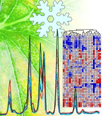 Cover image for research topic "Winter Survival in the Common Garden  -  Molecular Aspects of Frost Tolerance in Perennials"
