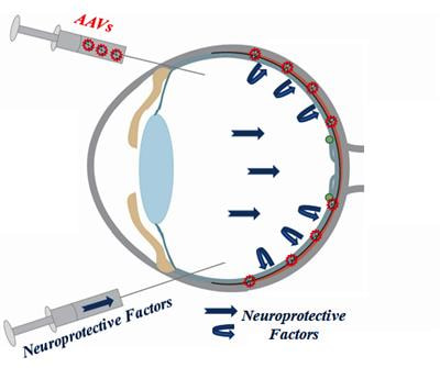 Cover image for research topic "Neuroprotective Mechanisms and Translational Approaches in the Retina"