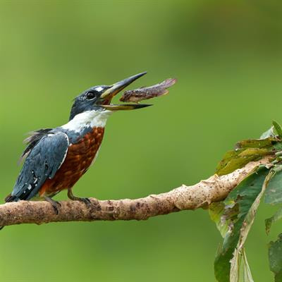 Cover image for research topic "Food Webs and Stable Isotopes, volume II"