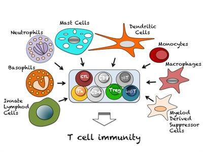 Cover image for research topic "Innate immune cell determinants of T cell immunity: from basic mechanisms to clinical implications."