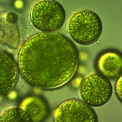 Cover image for research topic "Boosting the Potential of Algae for Biomass Production, Valorisation, and Bioremediation"