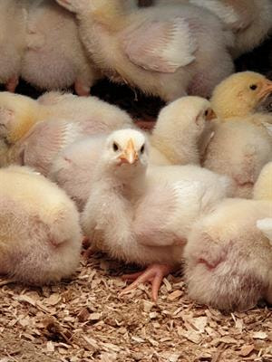 Cover image for research topic "Ingredients for Poultry"