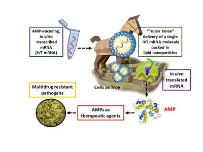 Cover image for research topic "Antimicrobial Peptides and mRNA Therapy: Clinical, Veterinary and Plant Pathology Perspectives with Special Attention to Combatting MDR pathogens"