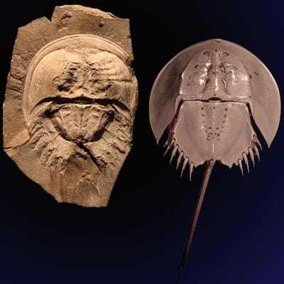 Cover image for research topic "New Perspectives on Living Fossils"