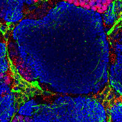 Cover image for research topic "The 6th Israeli Zebrafish Meeting: Zebrafish as a Model for Biomedical Research In Israel"