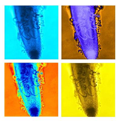 Cover image for research topic "Sustainable Strategies for the Management of Plant Parasitic Nematodes"