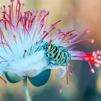 Cover image for research topic "Chemosensory Receptor Systems of Invertebrates, From Expression to Function: Protein Targeting, Interactions with Ligands, Pharmacology, and Pest Management Strategies"