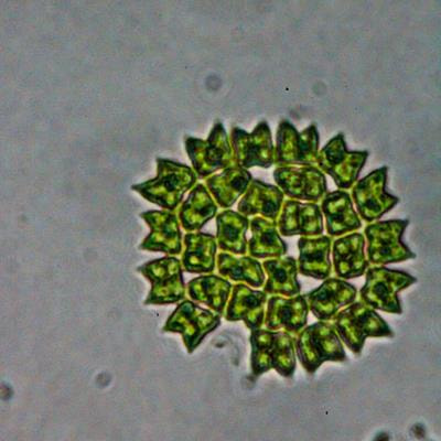 Cover image for research topic "Marine Bacteria and Microalgae as Emerging Models for Synthetic Biology"