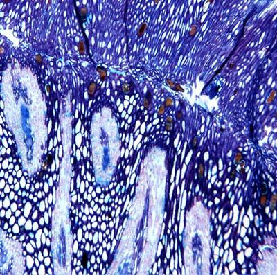 Cover image for research topic "Plant organ abscission: from models to crops"