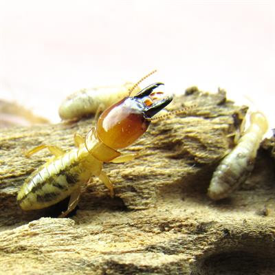 Cover image for research topic "Advances in the Evolutionary Ecology of Termites, Volume II"
