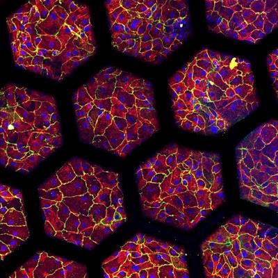 Cover image for research topic "Towards a New 3Rs Era in Experimental Research"