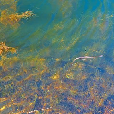 Cover image for research topic "Toxic Effects and Ecological Risk Assessment of Typical Pollutants in Aquatic Environments"