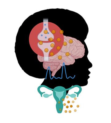 Cover image for research topic "The neuroendocrine female brain: from normal reproductive function to disease"