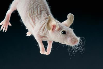 Cover image for research topic "Model Organisms in Adrenal Endocrinology"