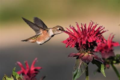 Cover image for research topic "The Forgotten Pollinators: The Importance and Conservation of Wild Pollinators"