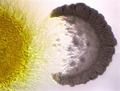 Cover image for research topic "Mechanisms of Prokaryotic Predation, Volume II"