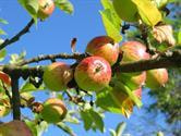Cover image for research topic "Functional Genomics in Fruit Trees: from ‘Omics to Sustainable Biotechnologies, Volume II"