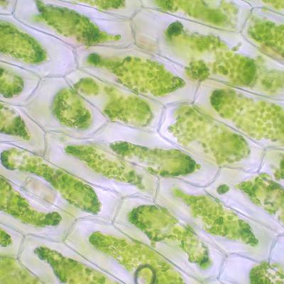 Cover image for research topic "Chloroplast Redox State: New Insights Into Stress Responses and Acclimation"