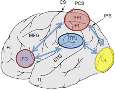 Cover image for research topic "Cognitive Functions of the Posterior Parietal Cortex"