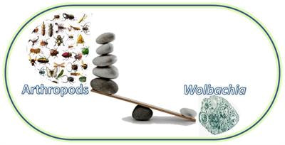 Cover image for research topic "Unravelling the mysteries of Wolbachia – an evolutionary perspective"