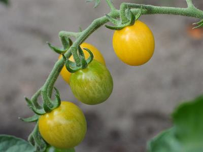 Cover image for research topic "Illuminating Carotenoid Synthesis and Plastid Transition in Plants, Volume II"