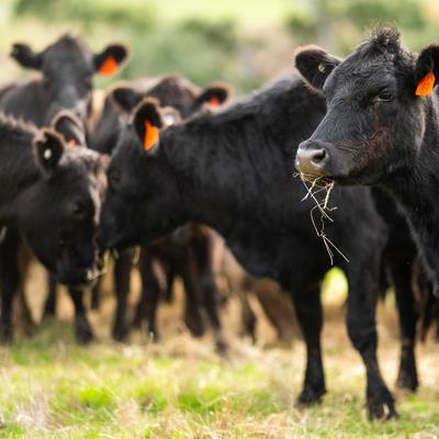 Cover image for research topic "Greenhouse Gases Mitigation Strategies in Grazing Ruminants"