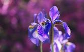 Cover image for research topic "Quality of Ornamental Crops: Effect of Genotype, Preharvest, and Improved Production Chains on Quality Attributes of Ornamental Crops, volume II"