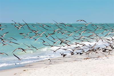 Cover image for research topic "Environmental Threats to the State of Florida—Climate Change and Beyond, volume II"