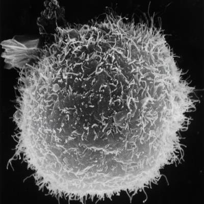 Cover image for research topic "Korean Medicines with Anti-Inflammatory Properties: New Therapeutic Tool to Combat Inflammation"