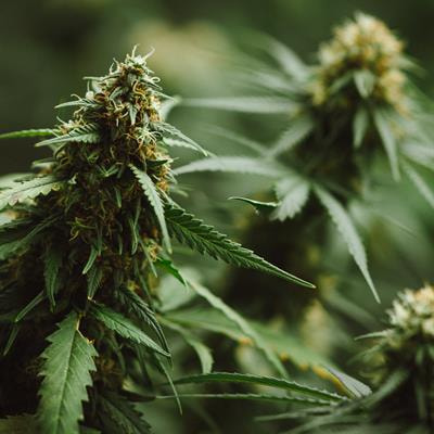Cover image for research topic "Community Series - Purple Haze: Issues on Cannabis Legalization, volume II"