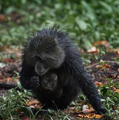 Cover image for research topic "Compensatory Growth: an Adaptation to Environmental Stress in Plants and Animals"