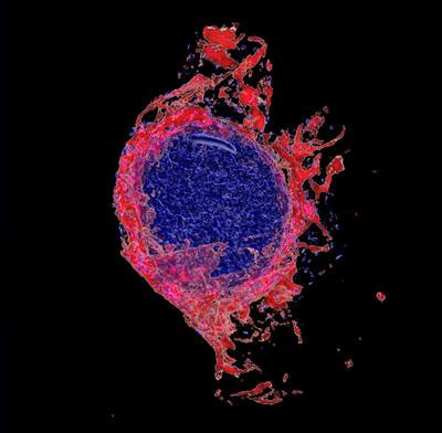 Cover image for research topic "New trends in biomimetic tissue and organ modelling"