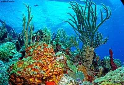 Cover image for research topic "Complexity in Marine Systems:  Developing a pragmatic approach to understanding and managing their emergent features"